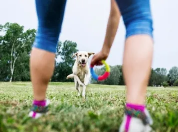 Pet Training 2